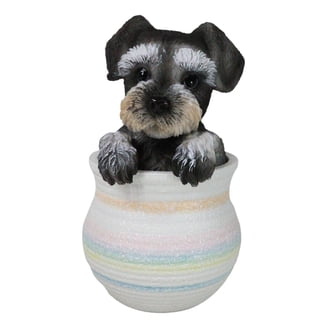 Mini Shnauzer