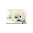 thumbnail image 1 of Adorable Harp Seal Pup On Snow Poster -Image by Shutterstock, 1 of 2