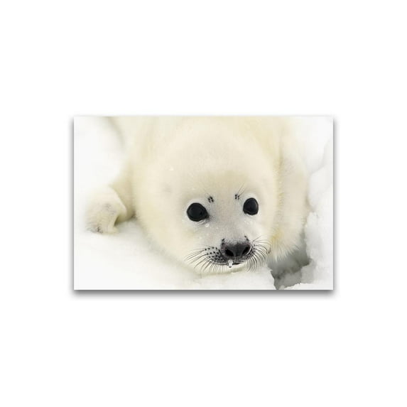 Adorable Harp Seal Pup On Snow Poster -Image by Shutterstock