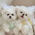 thumbnail image 1 of Adorable Pet Clothes for Cats & Small Dogs - Charming Spring & Autumn Wear, 1 of 2