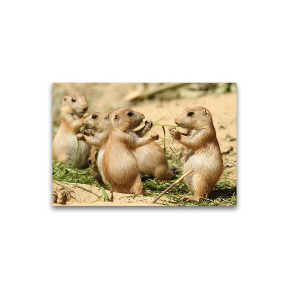 Adorable Prairie Dogs Eating Poster -Image by Shutterstock