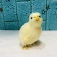 thumbnail image 1 of Adorable Simulation Chick Plush Toy Realistic Soft Stuffed Animal for Holiday Decor and Theme Party Favors, High Quality Handheld Plush Doll for All Ages, 1 of 5