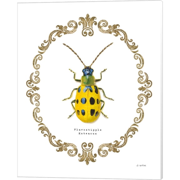 Adorning Coleoptera VII by James Wiens, Canvas Wall Art, 16W x 20H