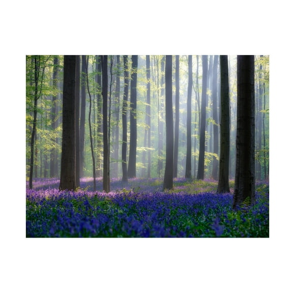 Adrian Popan 'Bluebells' Canvas Art