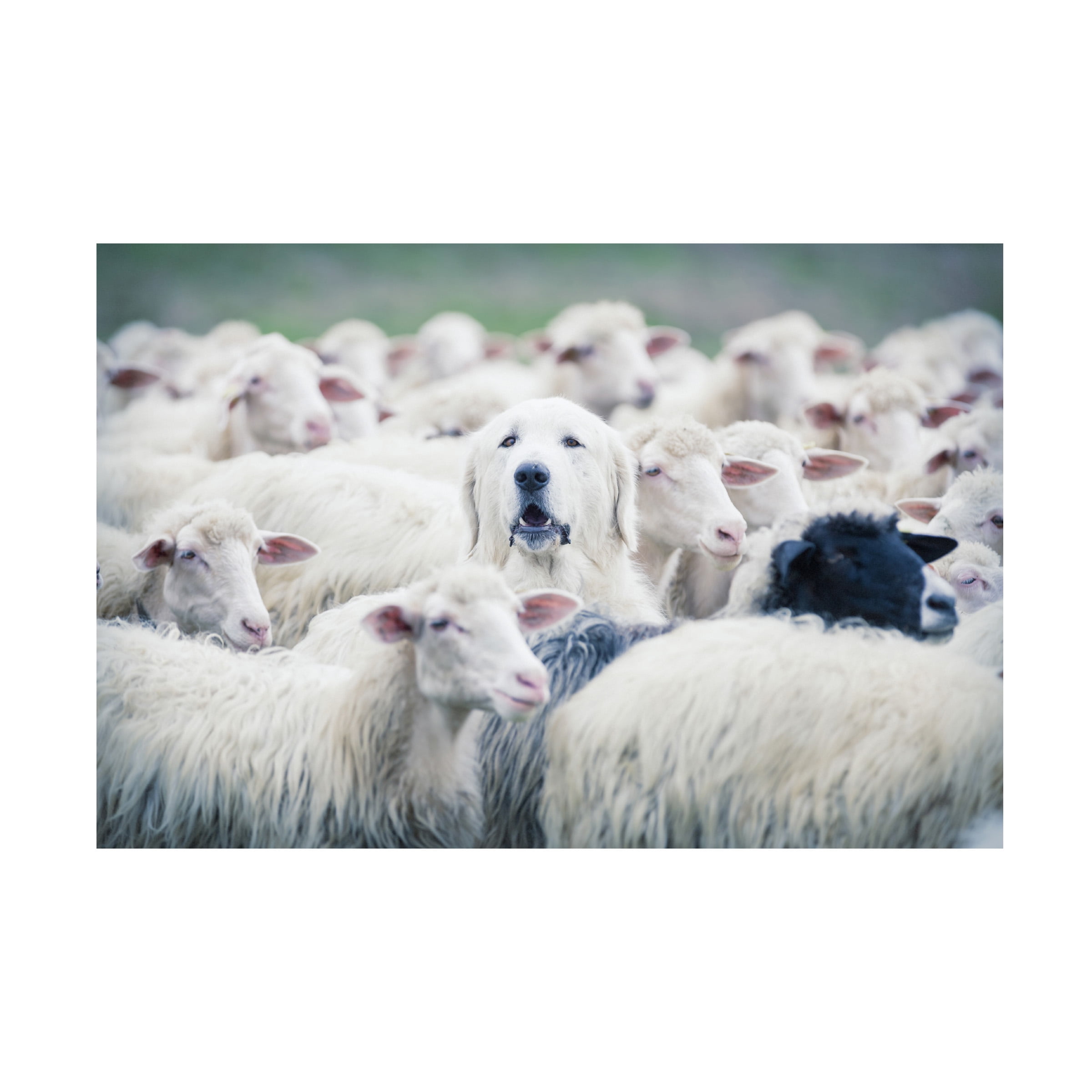 Adrian Popan 'In Disguise' Canvas Art