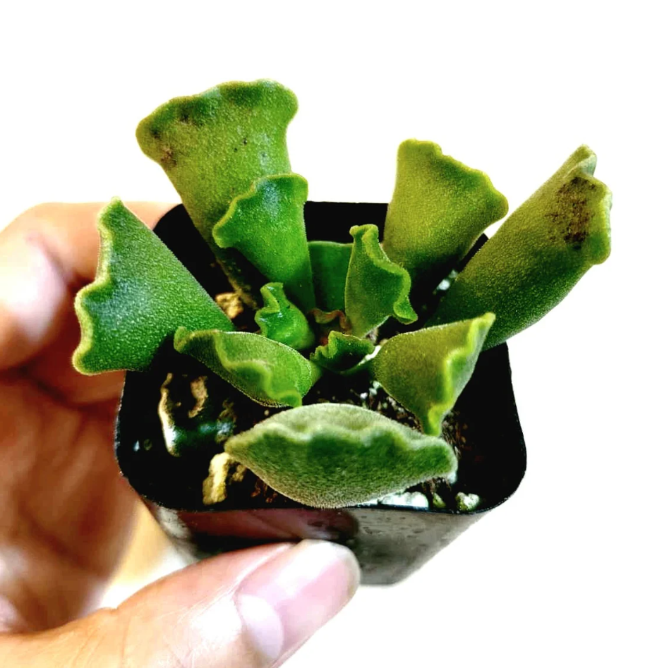 Adromischus Cristatus - Crinkle Leaf Plant Succulent Live Plant 2 Inch ...