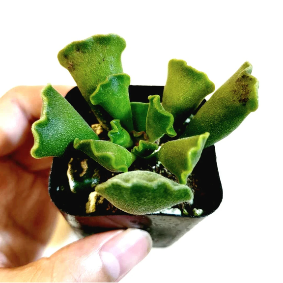 Adromischus Cristatus - Crinkle Leaf Plant Succulent Live Plant 2 Inch for Indoor Outdoor Home Office Garden Decor