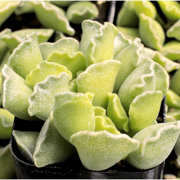 Adromischus Cristatus Plant Live for Planting - Key Lime Pie Plant - Crinkle Leaf Plant - Key Lime Pie Succulent Plant - Rare Succulent Plant - Fuzzy Plant - 4 Inch Pot