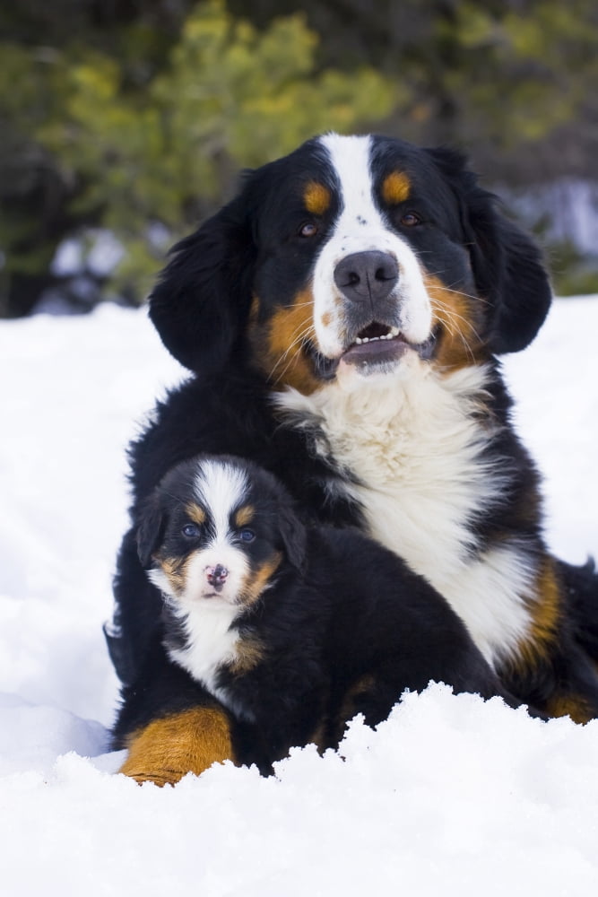 Adult And Puppy Bernese Mountain Dog Portrait In Winter Canvas Art - Michael DeYoung Design Pics (11 x 17)