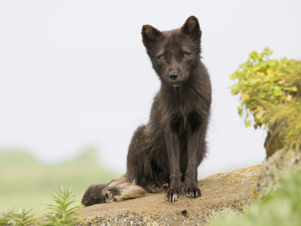 Adult Arctic Fox Guarding The Den Summer St Paul Island Southwest Alaska Canvas Art - John Gibbens Design Pics (17 x 12)