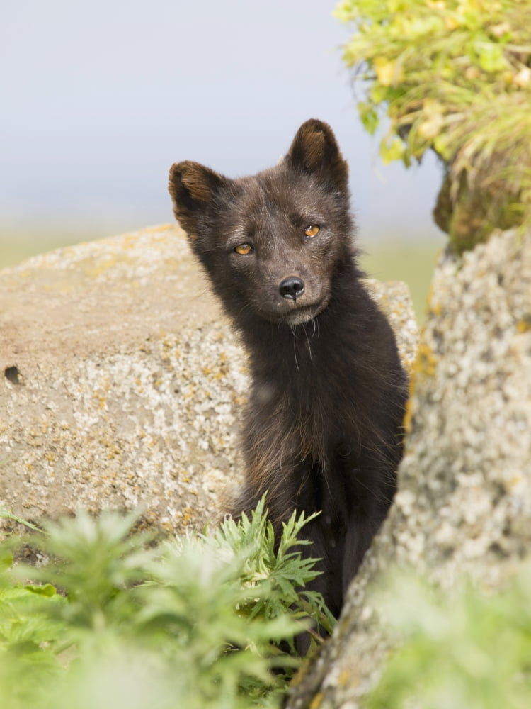Adult Arctic Fox Guarding The Den Summer St Paul Island Southwest Alaska Canvas Art - John Gibbens Design Pics (24 x 34)