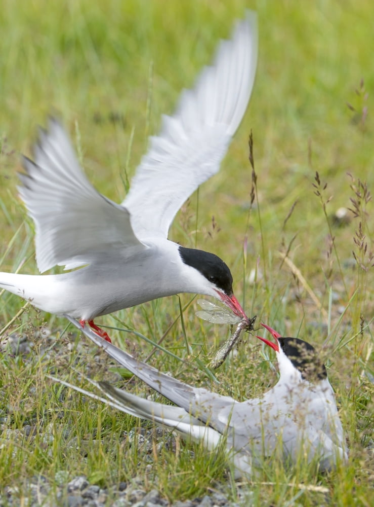 Adult Arctic Tern feeds insect to another Arctic Tern Alaska Canvas Art - Cathy Hart Design Pics (24 x 32)