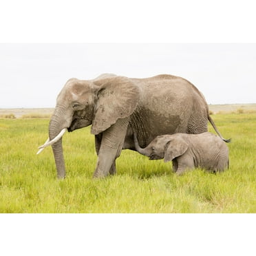 Adult and Baby Elephant Field Photo African Elephant Wall Art Elephant Posters For Wall Elephant Art Print Elephants Wall Decor Photo Of Elephant Tusks Cute Baby Cool Wall Art Print Poster 18x12