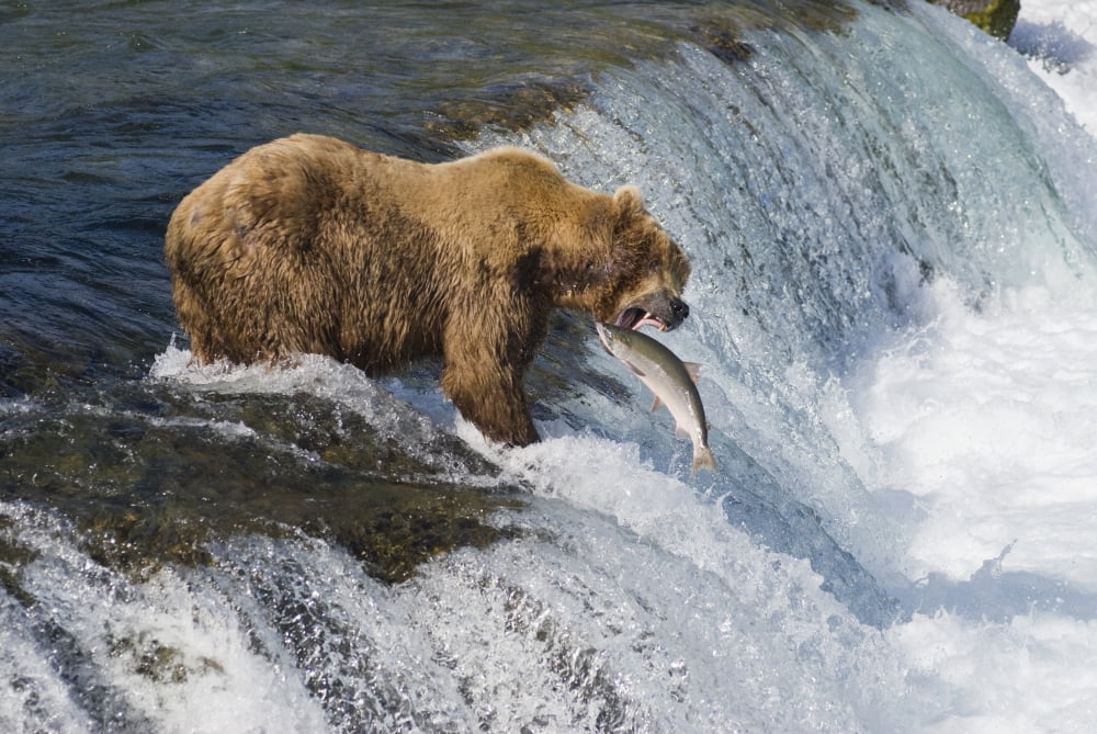 Adult Brown Bear Fishing For Salmon At Top Of Brooks Falls Katmai National Park Southwest Alaska Summer Canvas Art - Kenneth Whitten Design Pics (17 x 11)