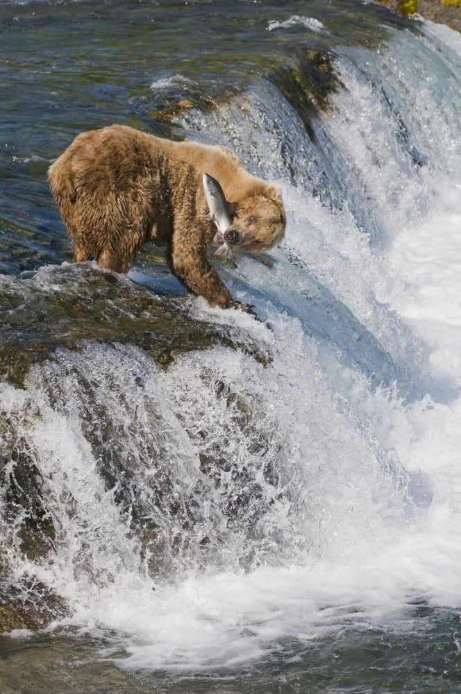 Adult Brown Bear Fishing For Salmon At Top Of Brooks Falls Katmai National Park Southwest Alaska Summer Canvas Art - Kenneth Whitten Design Pics (22 x 34)