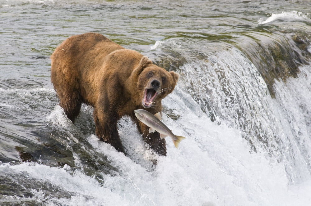 Adult Brown Bear Fishing For Salmon At Top Of Brooks Falls Katmai National Park Southwest Alaska Summer Canvas Art - Kenneth Whitten Design Pics (34 x 22)