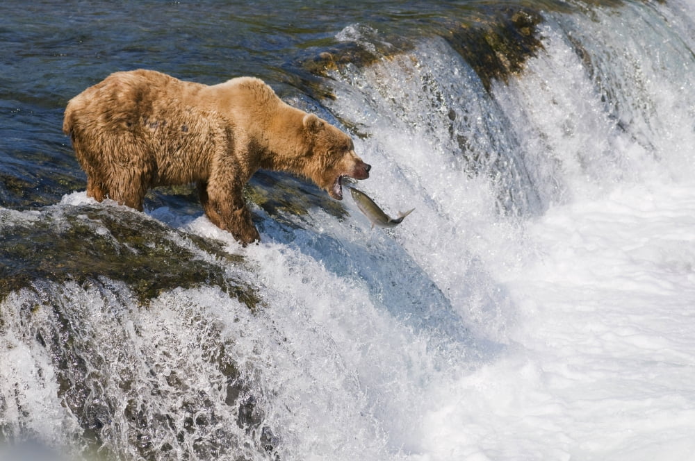 Adult Brown Bear Fishing For Salmon At Top Of Brooks Falls Katmai National Park Southwest Alaska Summer Canvas Art - Kenneth Whitten Design Pics (34 x 22)