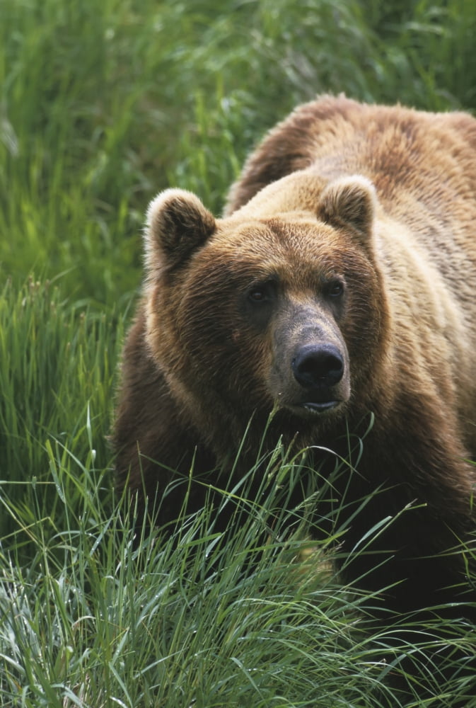 Adult Brown Bear In Grass At Sledge Flats Mcneil River Canvas Art - Michael DeYoung Design Pics (22 x 32)
