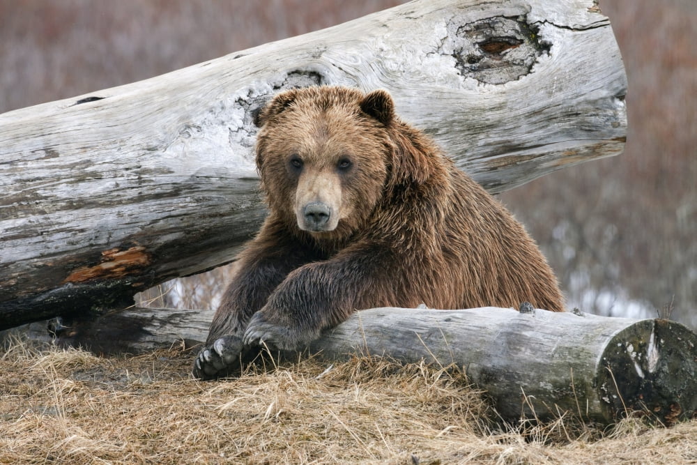 An Adult Brown Bear Rests On A Log At The Alaska Wildlife Conservation Center Near Portage Southcentral Alaska Spring Captive Canvas Art - Doug Lindstrand Design Pics (38 x 24)