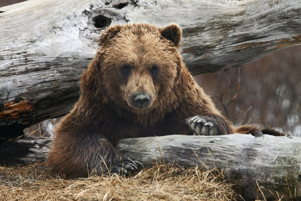 An Adult Brown Bear Rests On A Log At The Alaska Wildlife Conservation Center Near Portage Southcentral Alaska Spring Captive Canvas Art - Doug Lindstrand Design Pics (38 x 24)