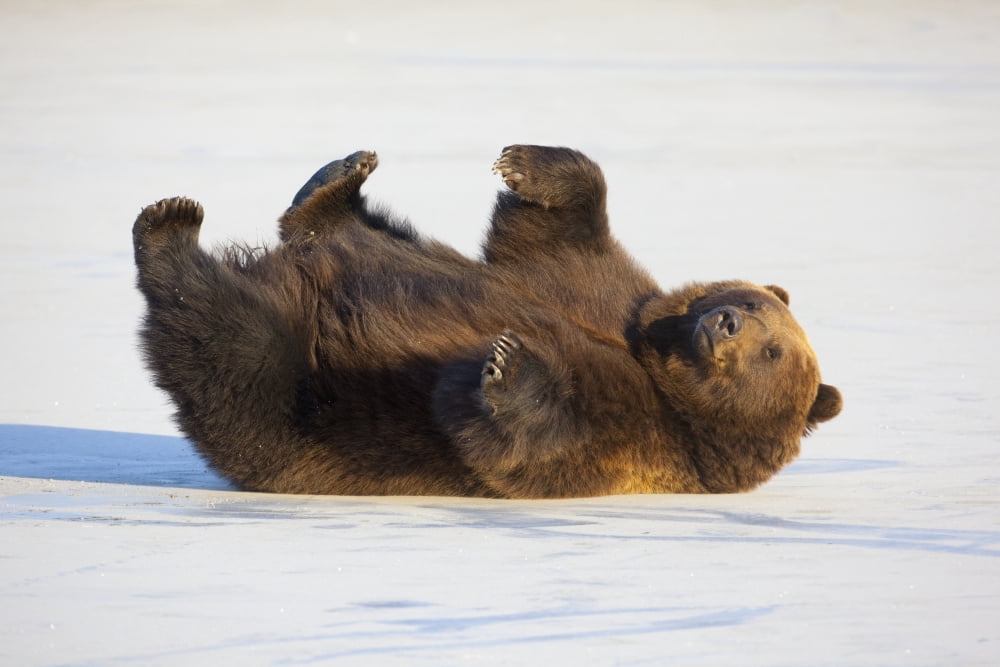 Adult Brown Bear Rolling On Its Back In The Snow At Alaska Wildlife Conservation Center Portage Southcentral Alaska Winter Captive Canvas Art - Doug Lindstrand Design Pics (18 x 12)