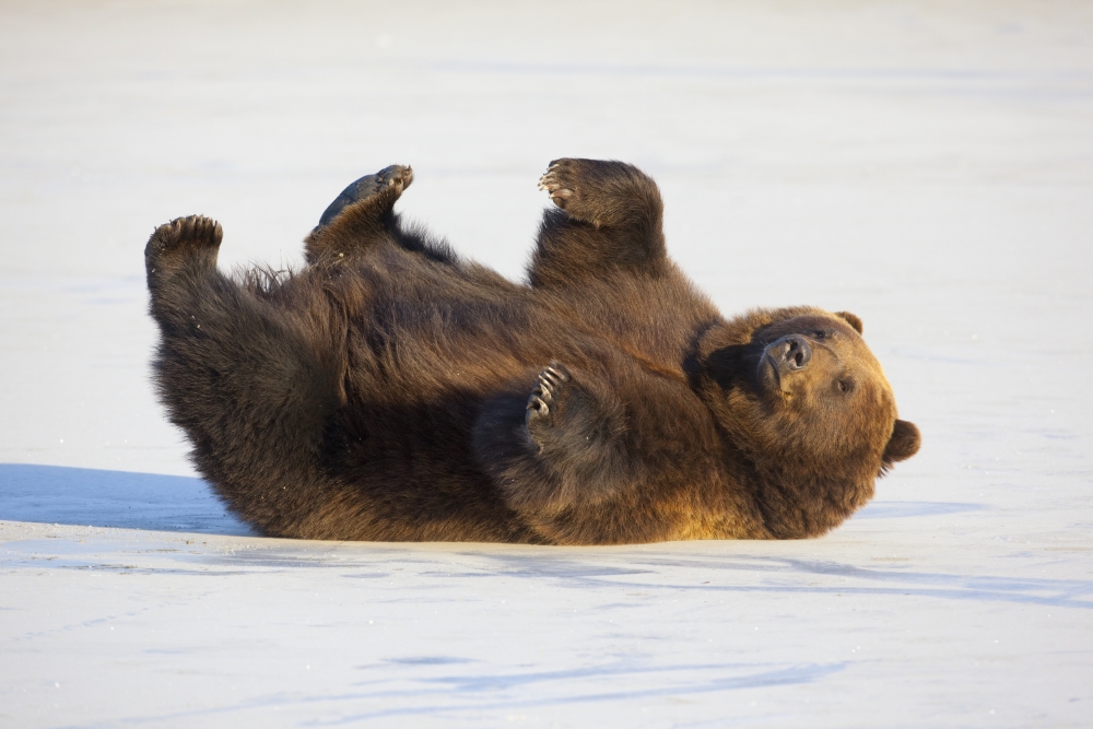 Adult Brown Bear Rolling On Its Back In The Snow At Alaska Wildlife Conservation Center Portage Southcentral Alaska Winter Captive Canvas Art - Doug Lindstrand Design Pics (36 x 24)