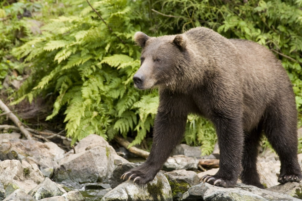 Adult Brown Bear Standing On The Rocky Shore Of Big River Lakes In Southcentral Alaska During Summer Canvas Art - Jim Kohl Design Pics (17 x 11)