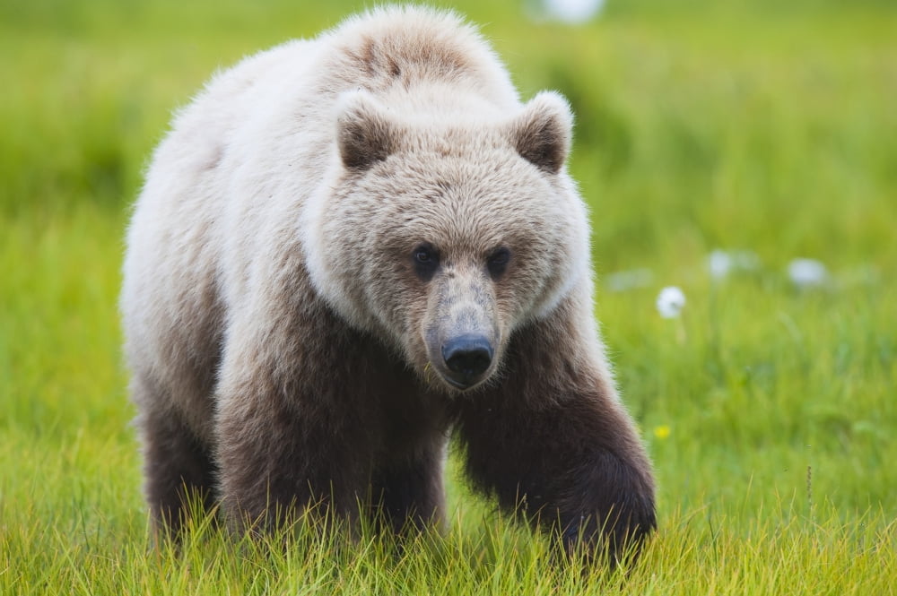 Adult Brown Bear walking amongst grasses Hallo Bay Katmai National Park Southwestern Alaska Canvas Art - Lorraine Logan Design Pics (38 x 24)