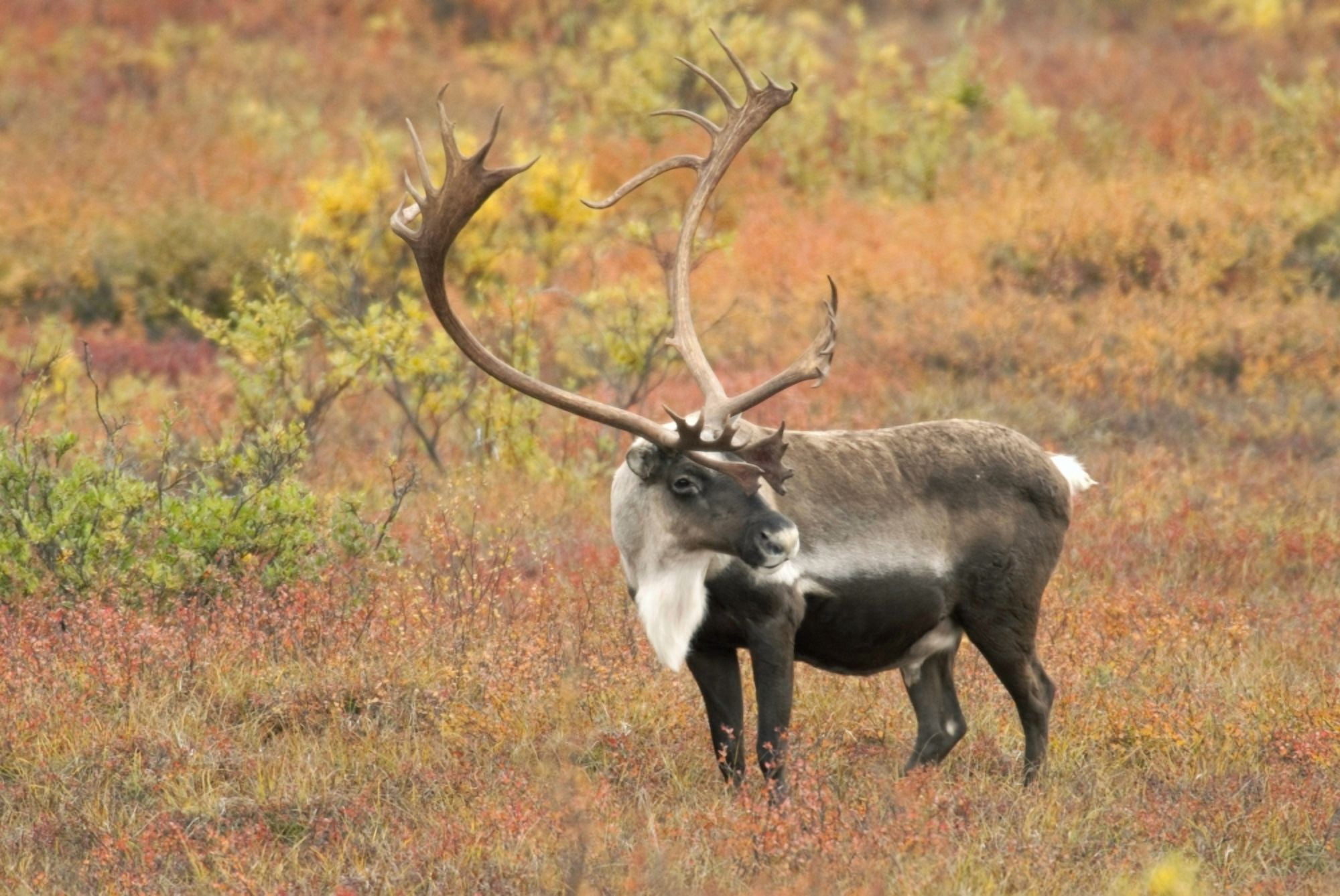 Adult Bull Caribou Stands In Fall Foliage Denali National Park Interior Alaska Autumn Canvas Art - Kenneth Whitten  Design Pics (34 x 22)