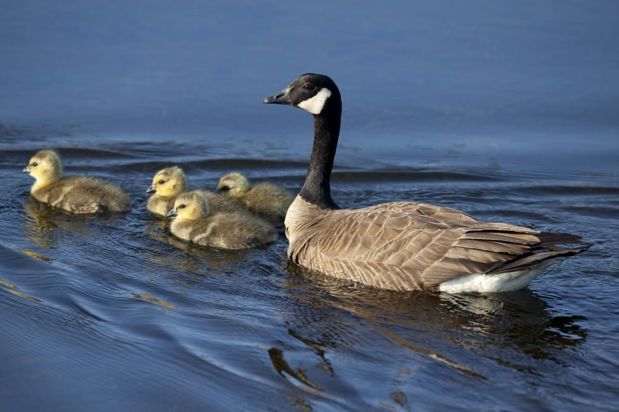 Adult Canada Goose Swimming With Four Newborn Gosling Chicks In Potter Marsh Anchorage Southcentral Alaska Spring Canvas Art - Doug Lindstrand Design Pics (34 x 22)
