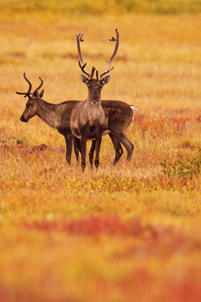 Adult Caribou In The Fall Colours Of The Dempster Highway Yukon Canvas Art - Robert Postma Design Pics (11 x 17)