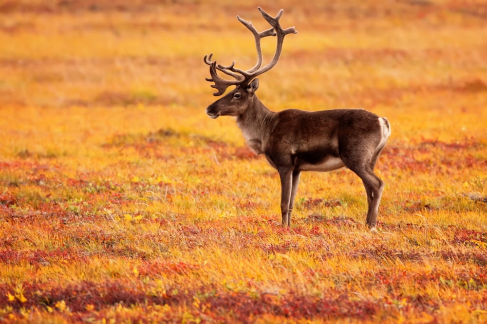Adult Caribou In The Fall Colours Of The Dempster Highway Yukon Canvas Art - Robert Postma Design Pics (17 x 11)