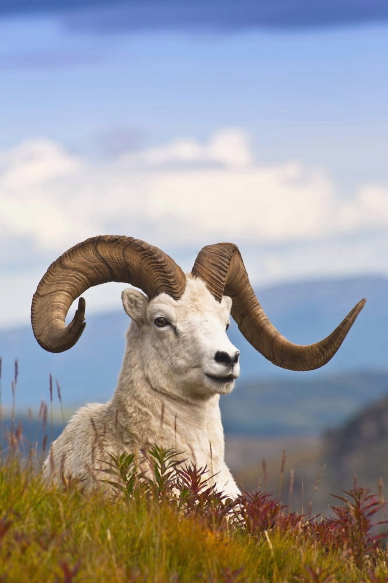 Adult Dall Sheep Ram Resting On A Hillside On Fall Tundra Near Savage River Valley In Denali National Park And Preserve Interior Alaska Autumn Canvas Art - Michael Jones Design Pics (24 x 38)