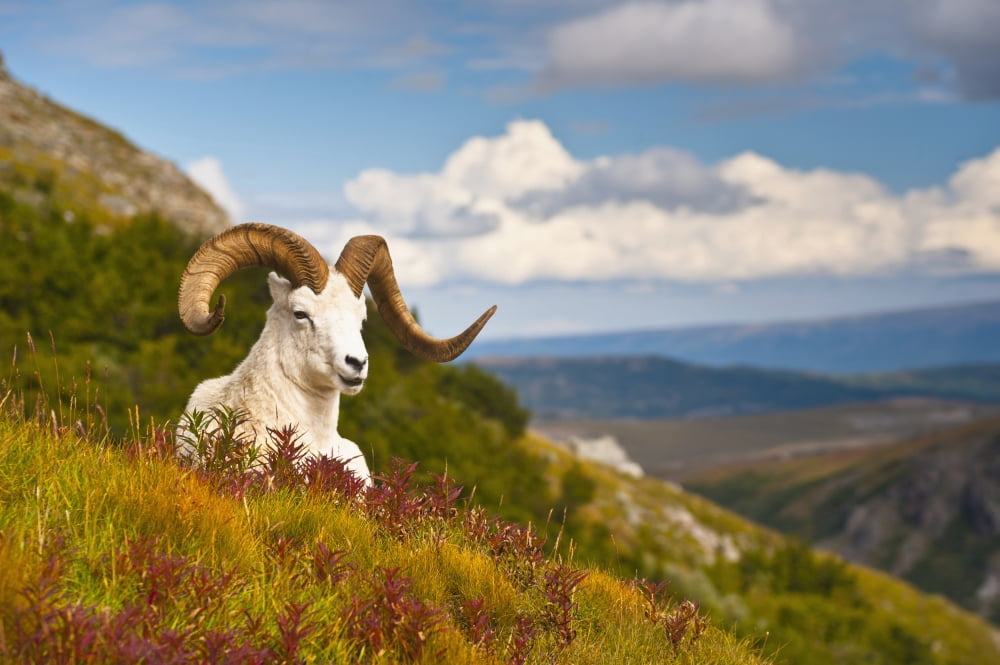 Adult Dall Sheep Ram Resting On A Hillside On Fall Tundra Near Savage River Valley In Denali National Park And Preserve Interior Alaska Autumn Canvas Art - Michael Jones Design Pics (38 x 24)