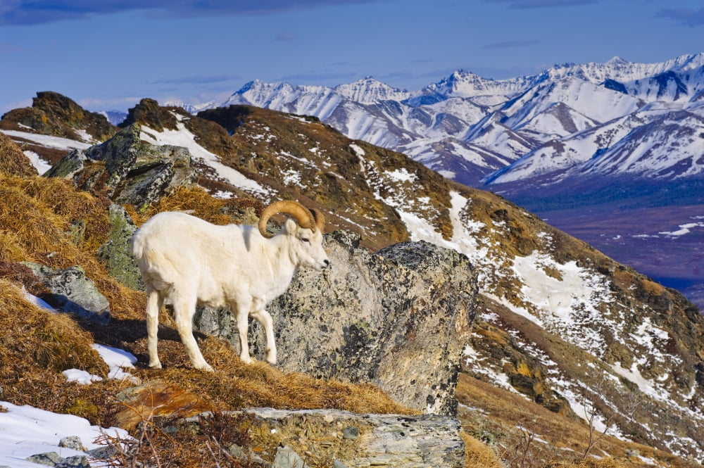 An Adult Dall Sheep Ram Standing On Mount Margrett With The Alaska Range In The Background Denali National Park Alaska Spring Canvas Art - Michael Jones Design Pics (17 x 11)