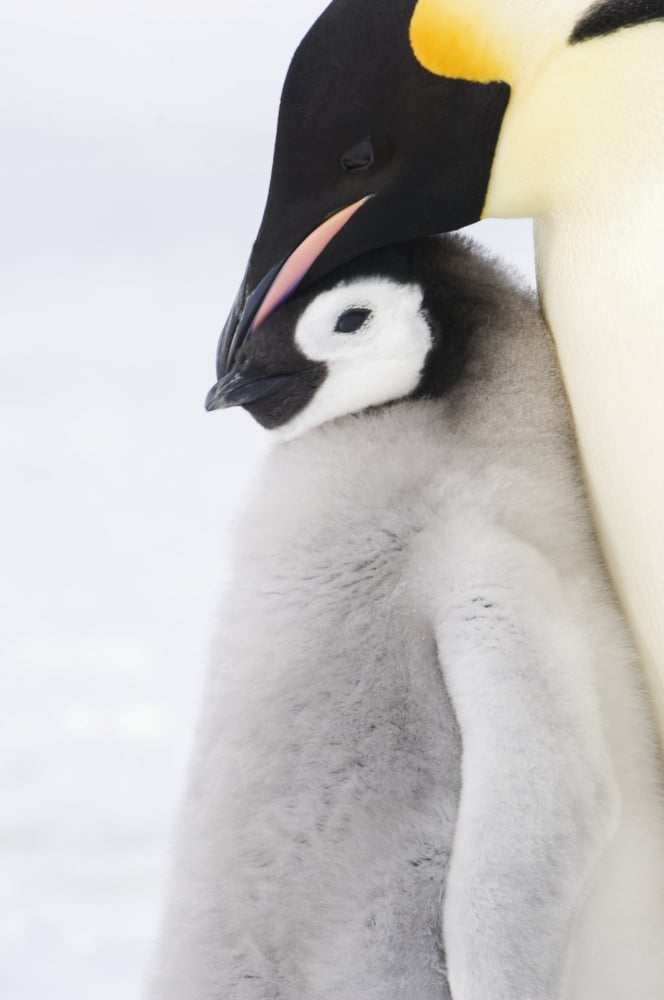 Adult Emperor Penguin (Aptenodytes forsteri) and chick Snow Hill Island Antarctica Canvas Art - Daisy Gilardini Design Pics (12 x 19)