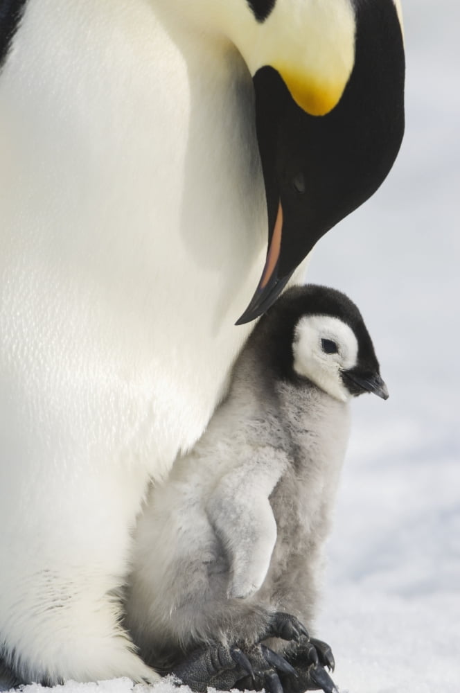 Adult Emperor Penguin (Aptenodytes forsteri) and chick Snow Hill Island Antarctica Canvas Art - Daisy Gilardini Design Pics (12 x 19)
