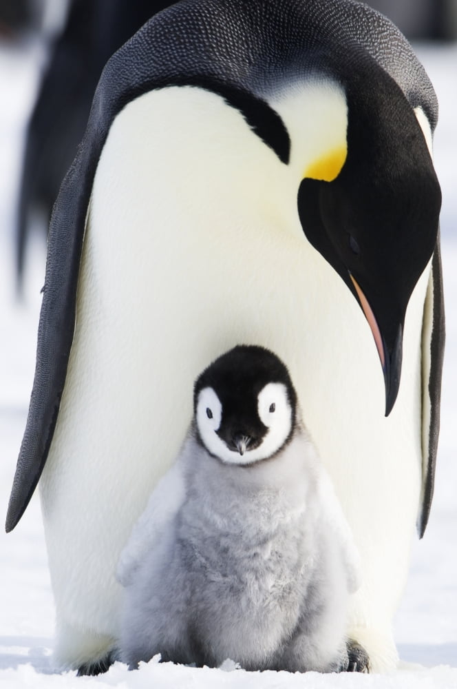 Adult Emperor Penguin (Aptenodytes forsteri) and chick Snow Hill Island Antarctica Canvas Art - Daisy Gilardini Design Pics (24 x 38)