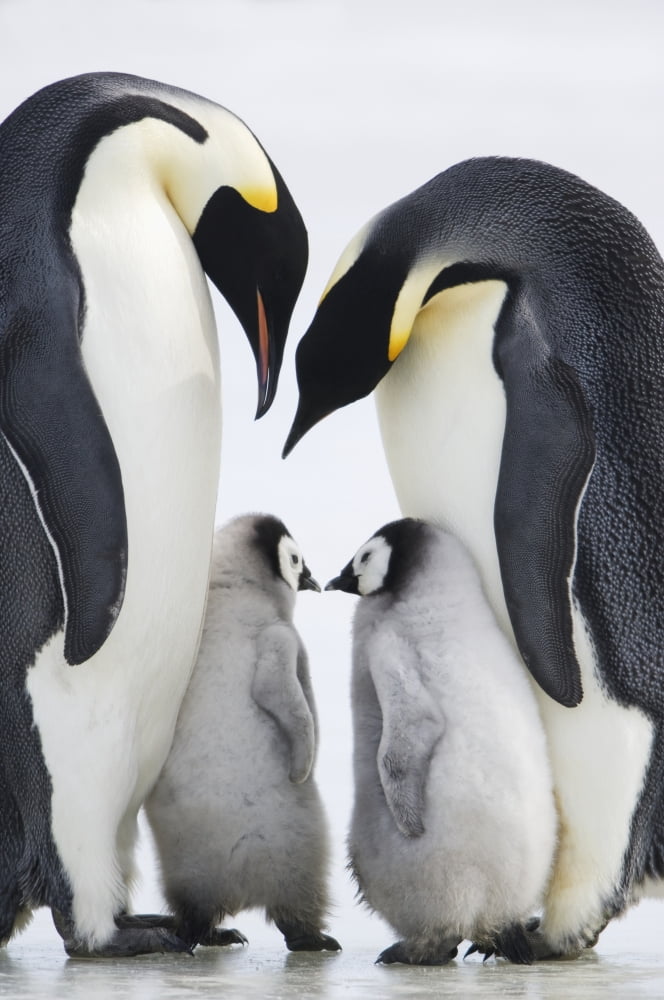 Adult Emperor Penguins (Aptenodytes forsteri) and chicks Snow Hill Island Antarctica Canvas Art - Daisy Gilardini Design Pics (12 x 19)