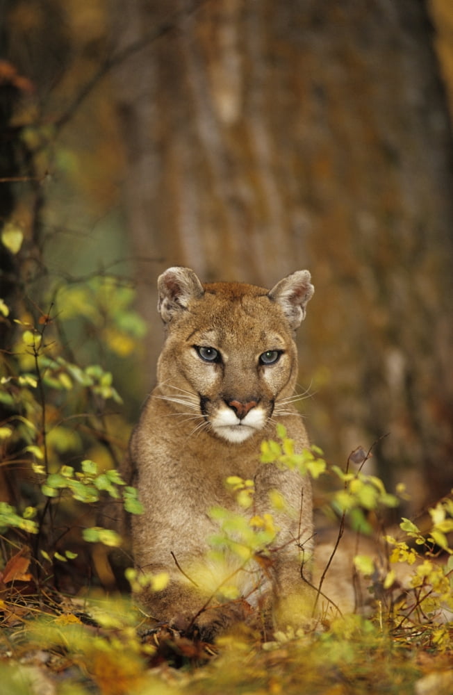 Adult Female Cougar (Puma Concolor) In Forest Canvas Art - Rebecca Grambo Design Pics (11 x 18)