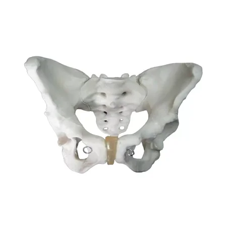 Adult Female Pelvis Model – Excellent Quality Anatomical Replica, Durable PVC, Accurate Medical Teaching Tool