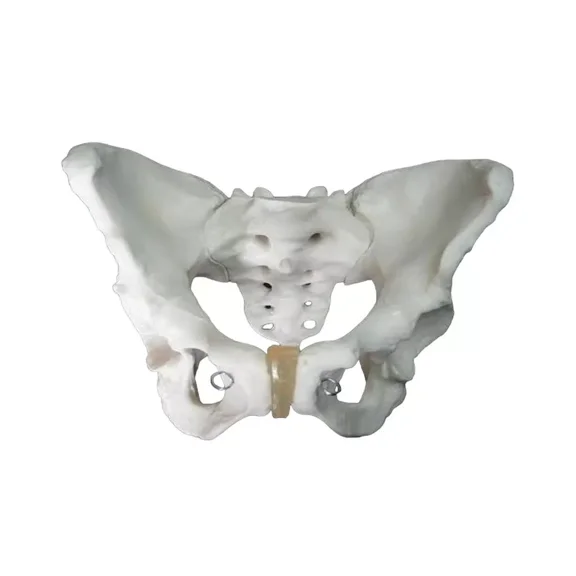 Adult Female Pelvis Model Excellent Quality Anatomical Replica, Durable PVC, Accurate Medical Teaching Tool