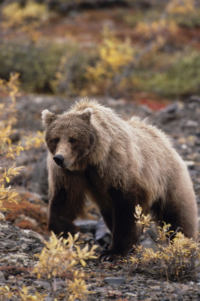 Adult Grizzly Walking On Fall Tundra Denali Np Alaska Canvas Art - Harry M Walker Design Pics (24 x 36)