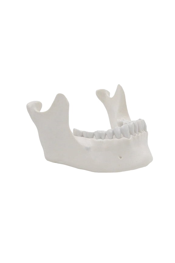 Adult Lower Jawbone Model Lower Jaw Model Teaching Aid Lab Demonstrate Medicals Model for Science Classroom
