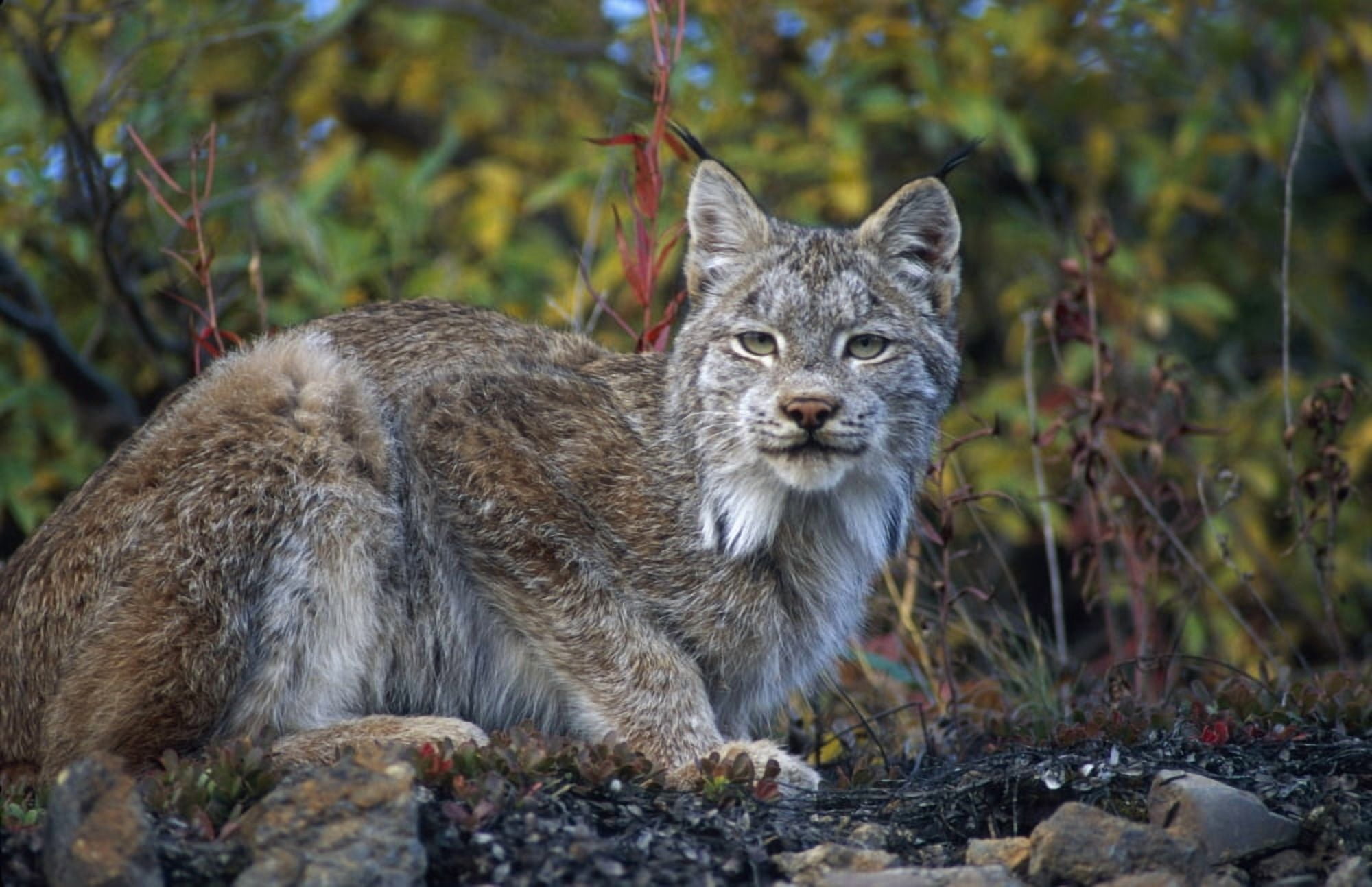 Adult Lynx On Hill Side Denali Np In Alaska Summer Canvas Art - Michael Jones Design Pics (38 x 24)