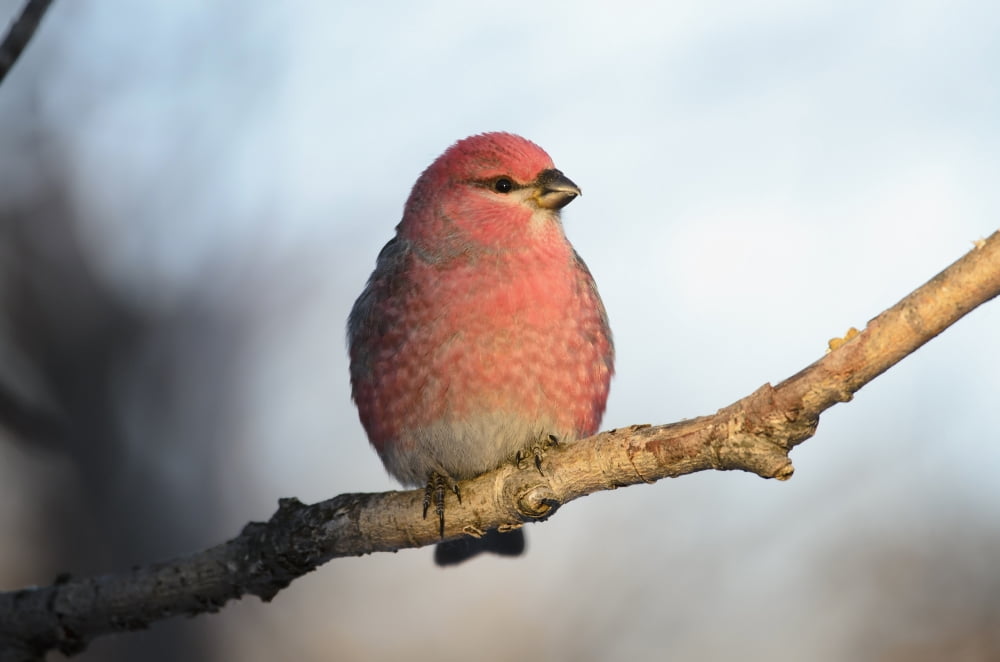 Adult Male Pine Grosbeak (Pinicola Enucleator) Sits On Branch In Anchorage Alaska Fall Canvas Art - Kenneth Whitten Design Pics (19 x 12)