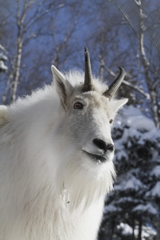 Adult Mountain goat Female Southcentral Alaska Winter Goat Canvas Art - Doug Lindstrand Design Pics (12 x 18)