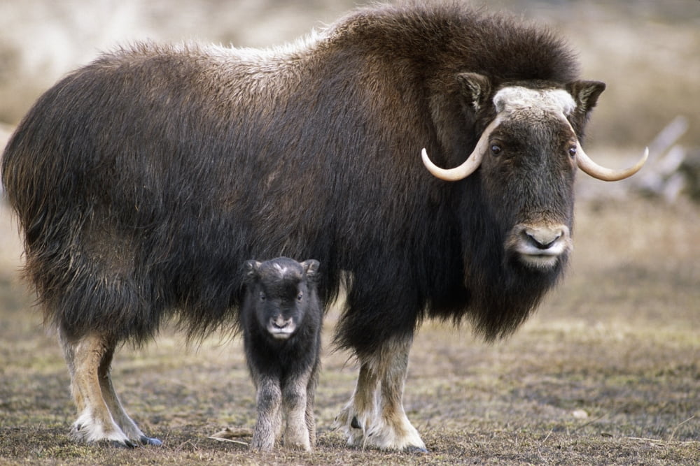An Adult Musk Ox And Calf Standing At The Alaska Wildlife Conservation Center Near Portage Southcentral Alaska During Spring Canvas Art - Doug Lindstrand Design Pics (38 x 24)