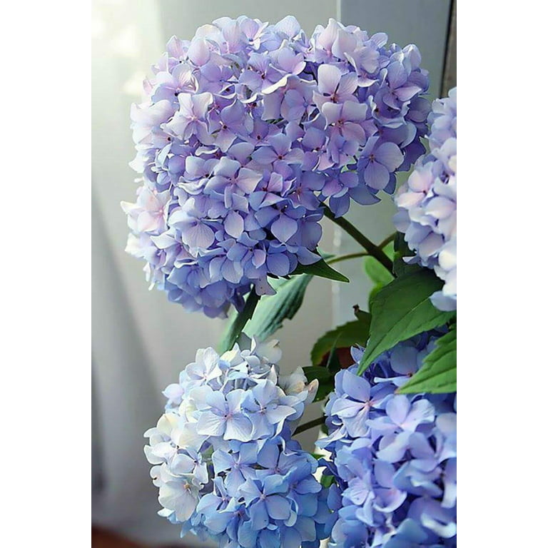 Adult Paint by Number Kit, Happily Hydrangea 