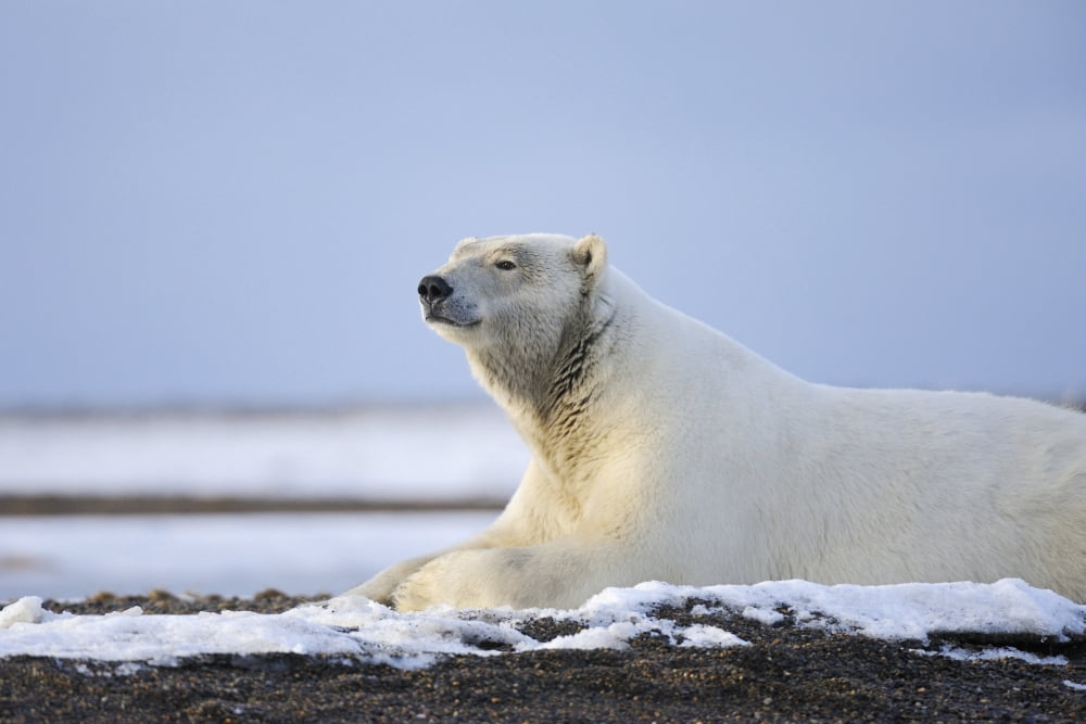 An Adult Polar Bear Rests Along On A Shoreline Of A Barrier Island Outside Kaktovik On The Northern Edge Of Anwr Arctic Alaska Fall Canvas Art - Ed Bennett Design Pics (19 x 12)